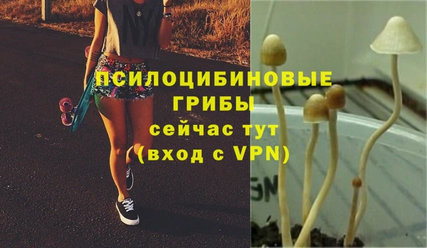 ПСИЛОЦИБИНОВЫЕ ГРИБЫ Белокуриха